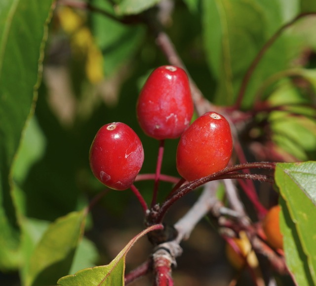 Guinevere Crabapple クラブアップルの木 -アメリカの木