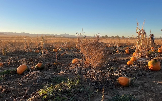 アメリカのハロウィン 2023年