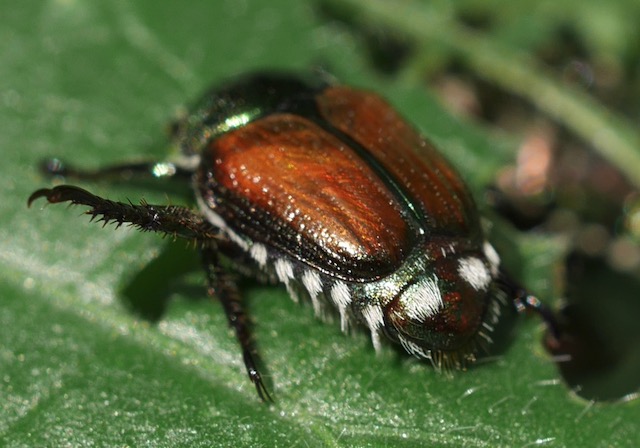 japanese Beatle マメコガネ　アメリカ　コロラド州