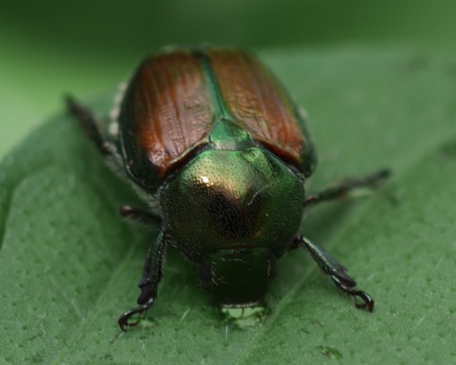 japanese Beatle マメコガネ　アメリカ　コロラド州