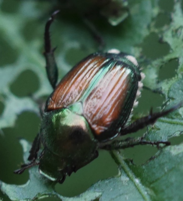 japanese Beatle マメコガネ　アメリカ　コロラド州