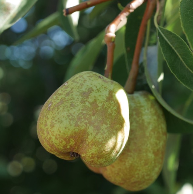 Korean Pear アメリカの木 マメナシの実