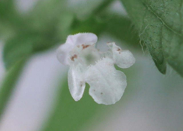 ミントの花