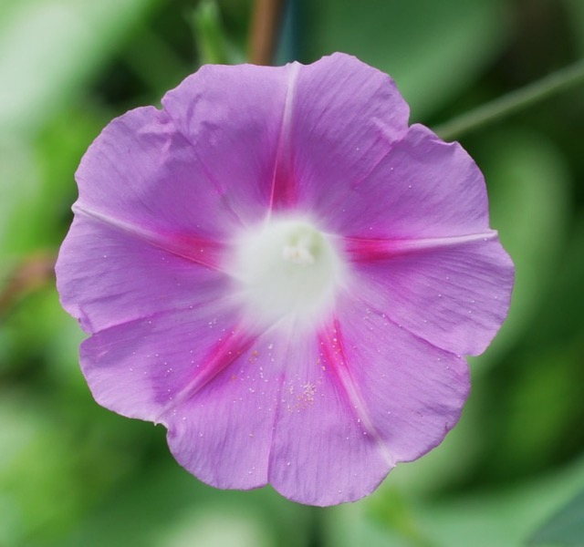 アメリカの朝顔　６月に種まき　７月末開花