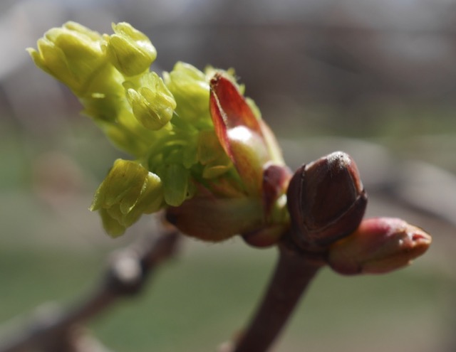 Norway Maple メープル -アメリカの木　開花直前