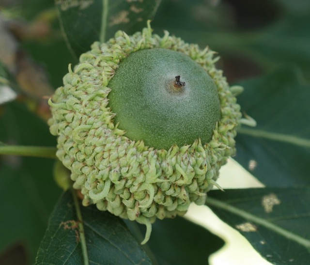 アメリカの木 Bur Oak 樫の木　どんぐり