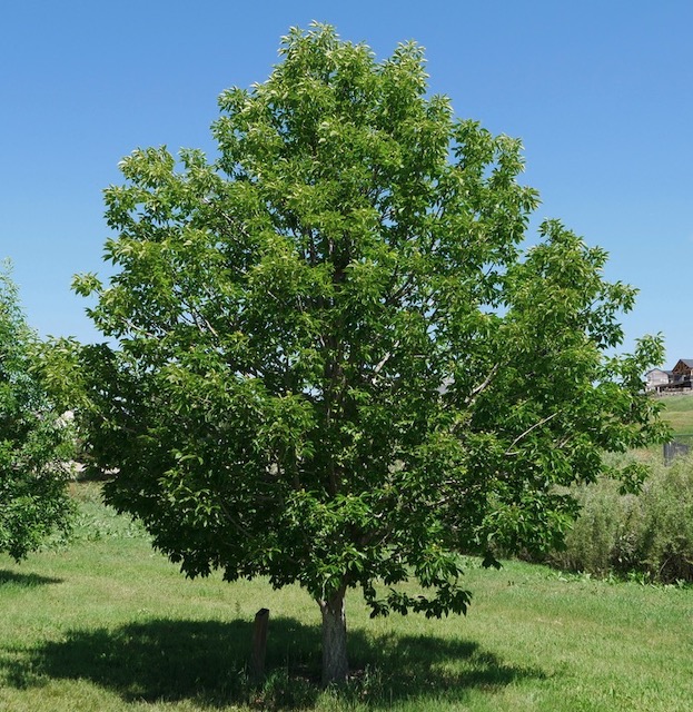 Ohio Buckeye 