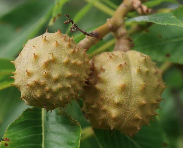 Ohio Buckeye トチの実