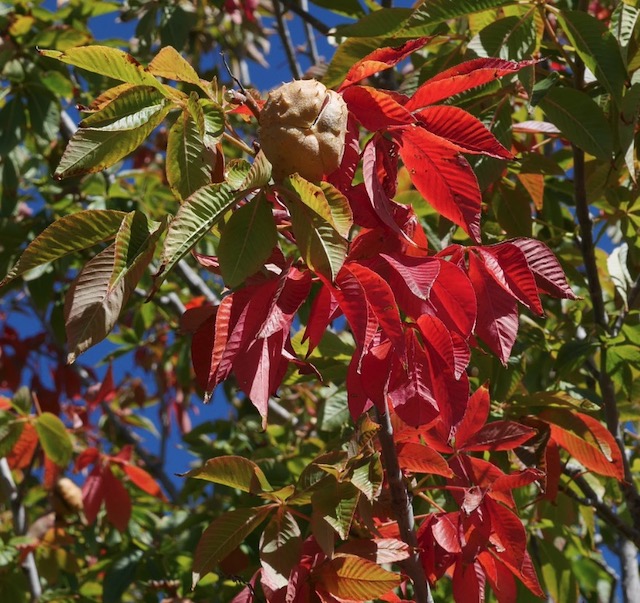 トチノキ 紅葉