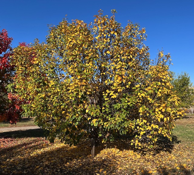 Prairie Gem Pear アメリカの木