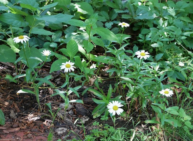 Shasta Daisy アメリカの庭