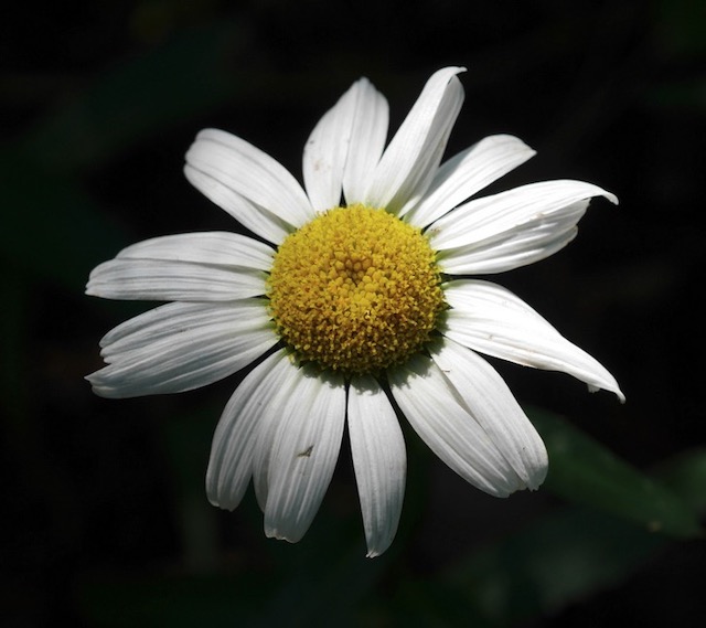 Shasta Daisy アメリカの庭