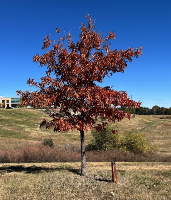 アメリカの木 Shingle Oak 