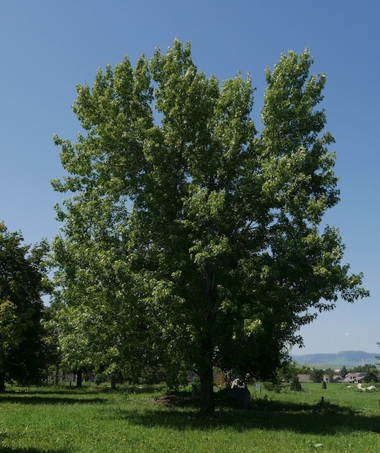 アメリカの樹木 Silver Maple 6月下旬