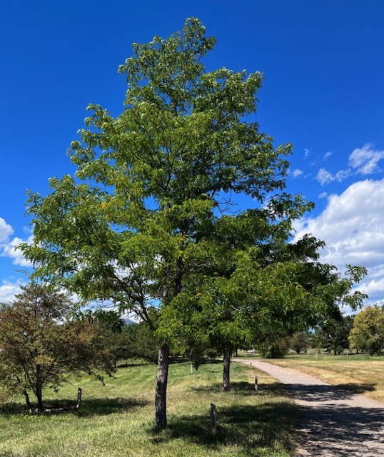 Skyline Honeylocust ハニークラスト