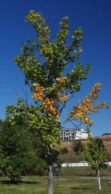 Tuliptree ユリノキの花