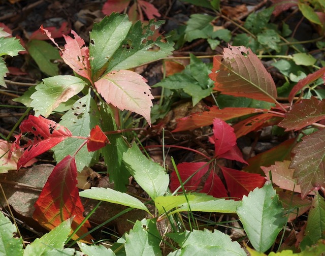 virginia creeper アメリカヅタ