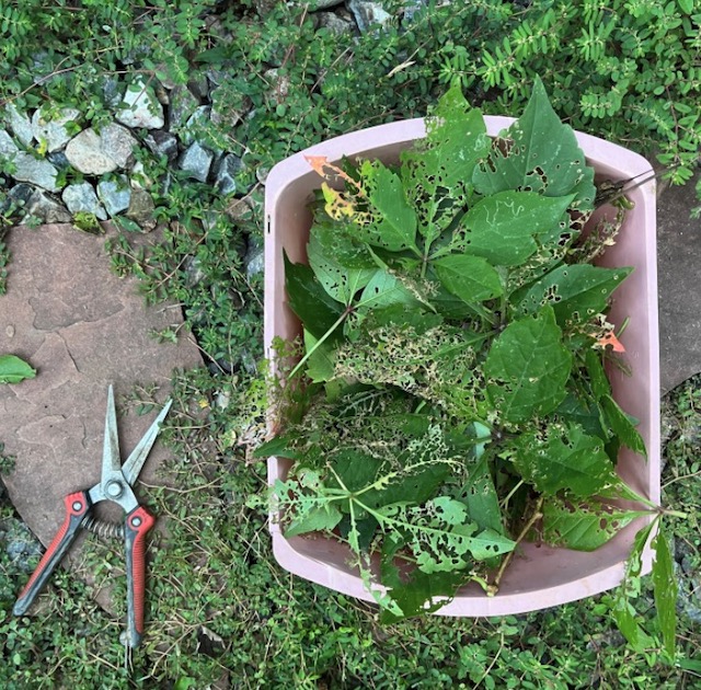 japanese Beatle マメコガネ　アメリカ　コロラド州 Virginia　Creeper 