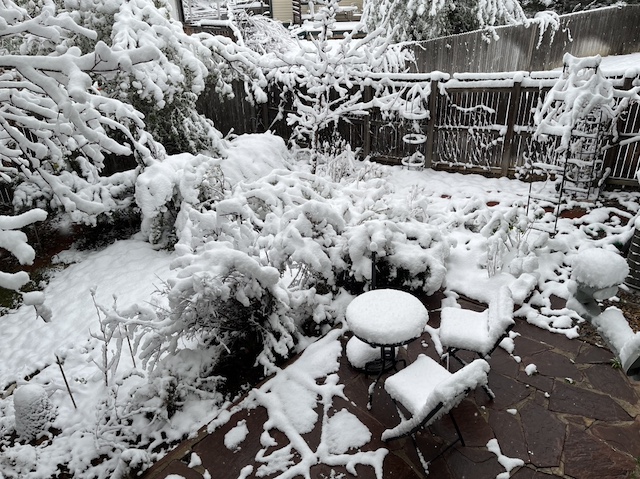 春の雪 コロラド