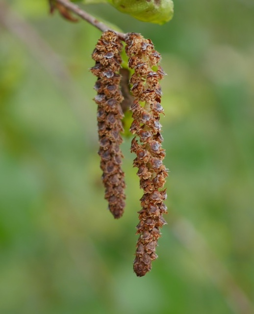 Birch カバノキ 白樺 western river birch -アメリカの木 花