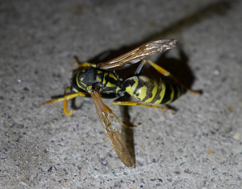 蜂の巣駆除 Yellowjacket スズメバチ