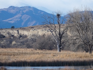 USAJPN.COM トップ写真 白頭鷲の巣 Bald Eagle コロラド州 ボルダー