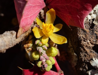 USAJPN.COM トップ写真 Oregon Grape の花, Eldorado Canyon, Colorado